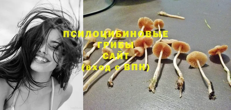 KRAKEN зеркало  Зея  Псилоцибиновые грибы MAGIC MUSHROOMS  что такое наркотик 